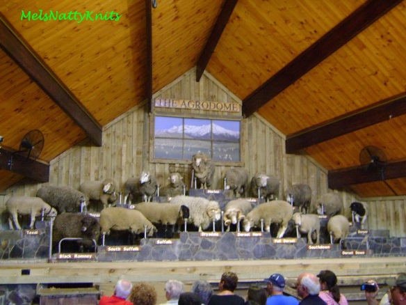 Agrodome 09